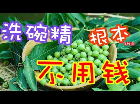 無患子|無患子｜亞泥生態園區官方網站植物生態－花蓮生態復